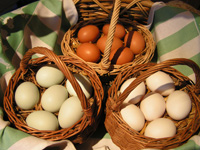 Home grown eggs, from happy hens