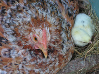Hen & Chick