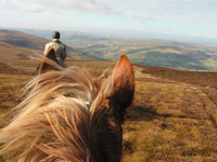 View from the horse